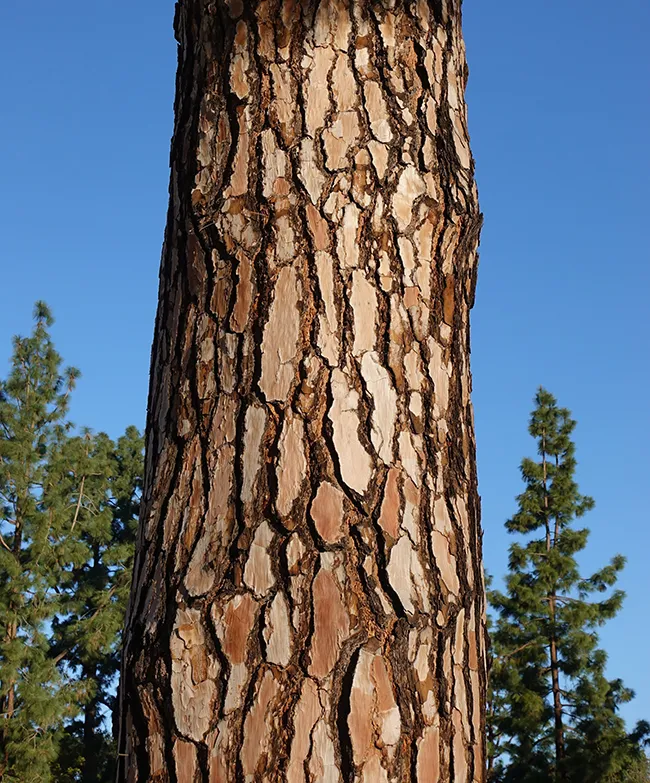 <p>Pinus canariensis, canary island pine, Pinaceae</p>