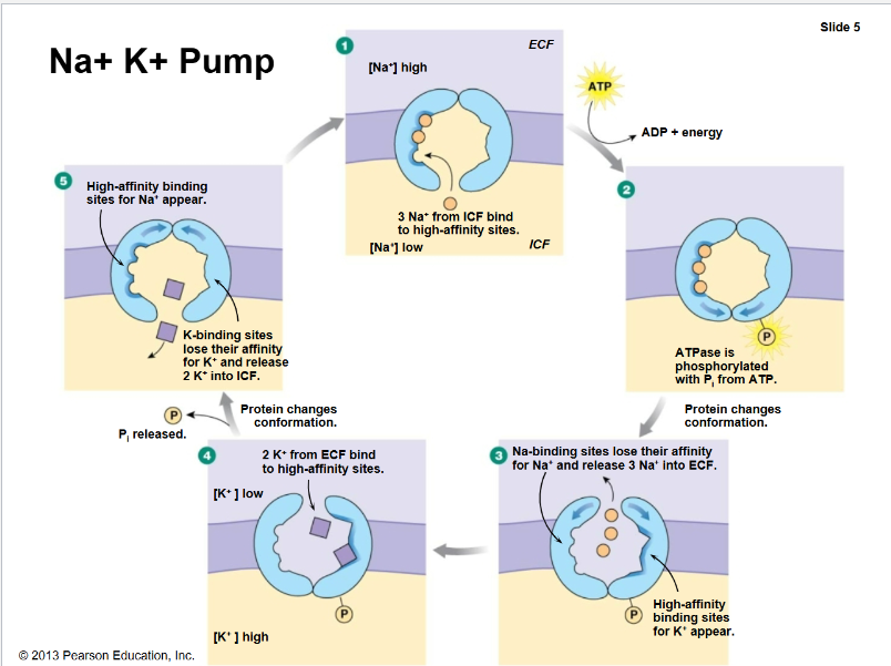 <p>Na+-K+-ATPase</p>