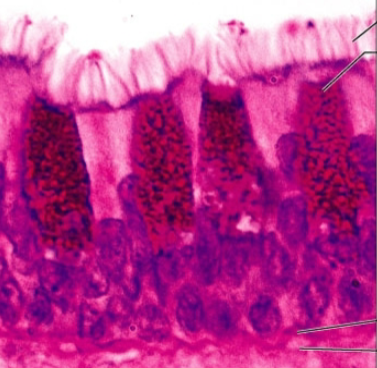<p><strong>what is the epithelia?</strong></p>