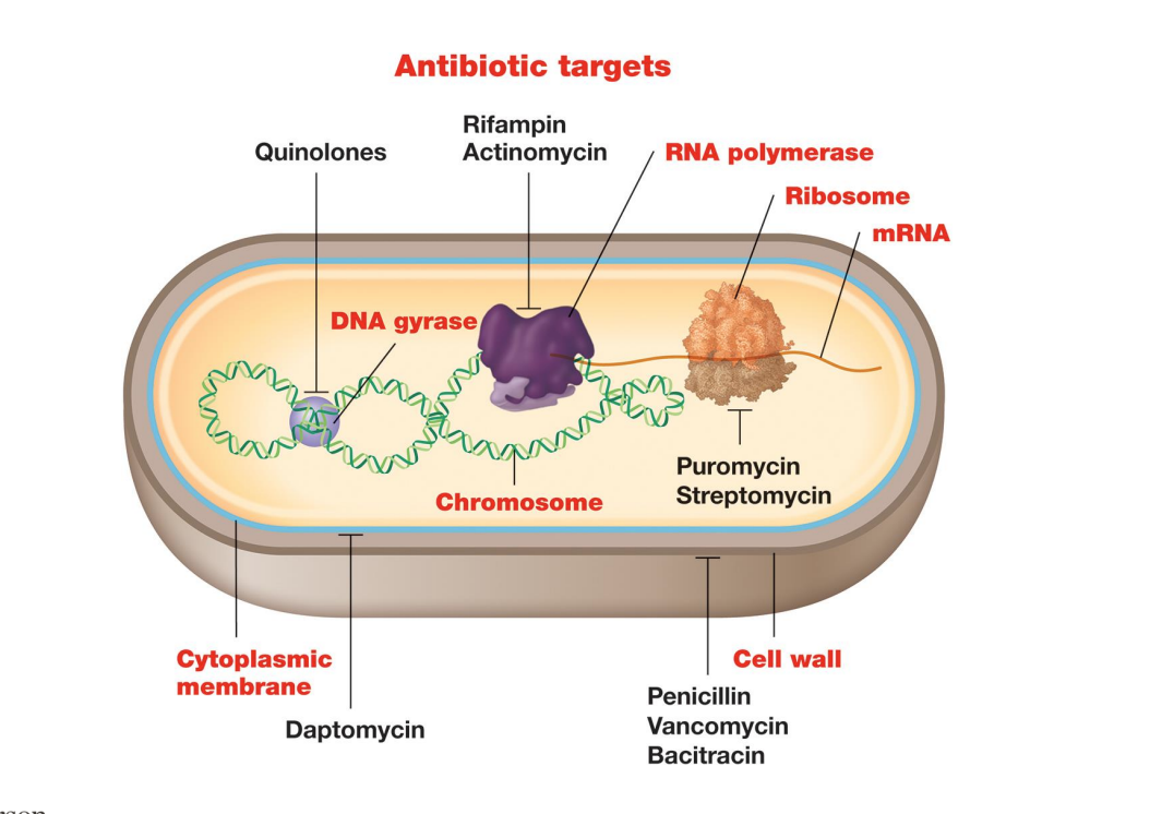 <p>– Many antibiotics target DNA replication, RNA synthesis, and translation </p><p><span data-name="black_small_square" data-type="emoji">▪</span> Quinolones target DNA gyrase and topoisomerase IV by interfering with DNA unwinding and replication</p><p> <span style="color: purple;"><span data-name="black_small_square" data-type="emoji">▪</span> Rifampin and actinomycin prevent RNA synthesis (transcription) </span> by blocking RNA polymerase active site or RNA elongation</p><p>– Inhibition of protein synthesis</p><p><span data-name="black_small_square" data-type="emoji">▪</span> <span style="color: purple;">Aminoglycoside antibiotics </span>(e.g., streptomycin) target 16S rRNA of 30S ribosome (inhibits protein synthesis) , leading to error-filled proteins that inhibit growth</p>