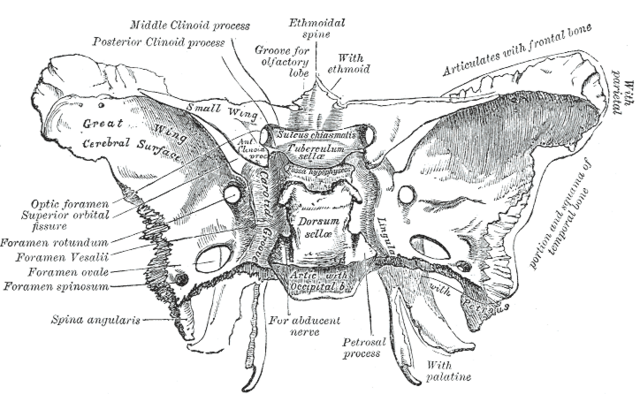 <p>Janë fletët e mëdha të sheshta që dalin nga pjesa laterale e trupit të ashtit sfenoidal. Artikulohet me os zygomaticus, os frontale, os parietale (pterion), pars squamosus et petrosus ossis temporalis.</p>