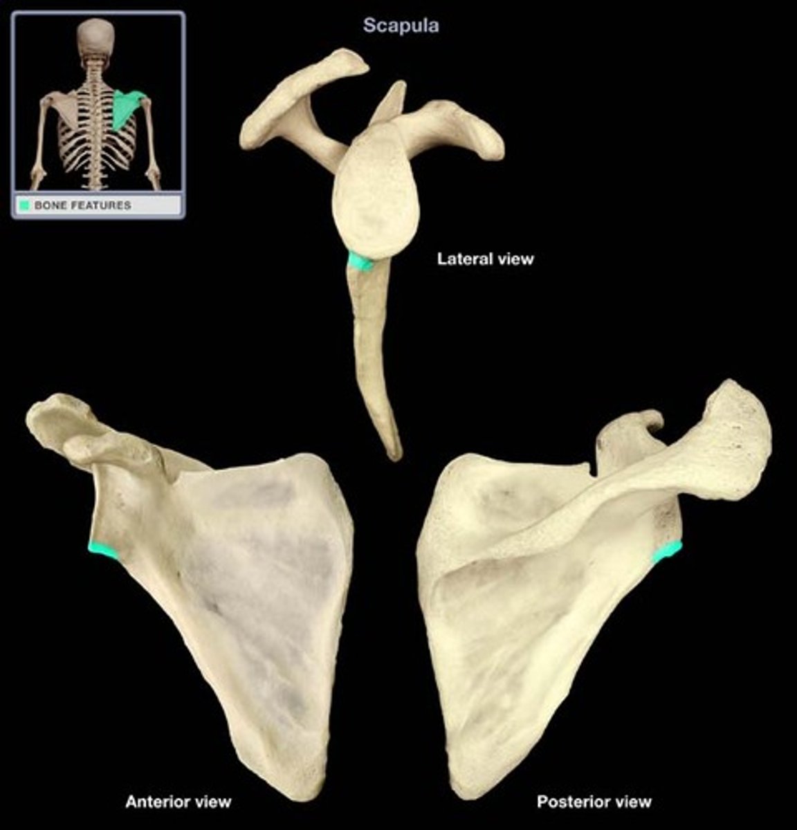 <p>prominence inferior to the glenoid cavity</p>