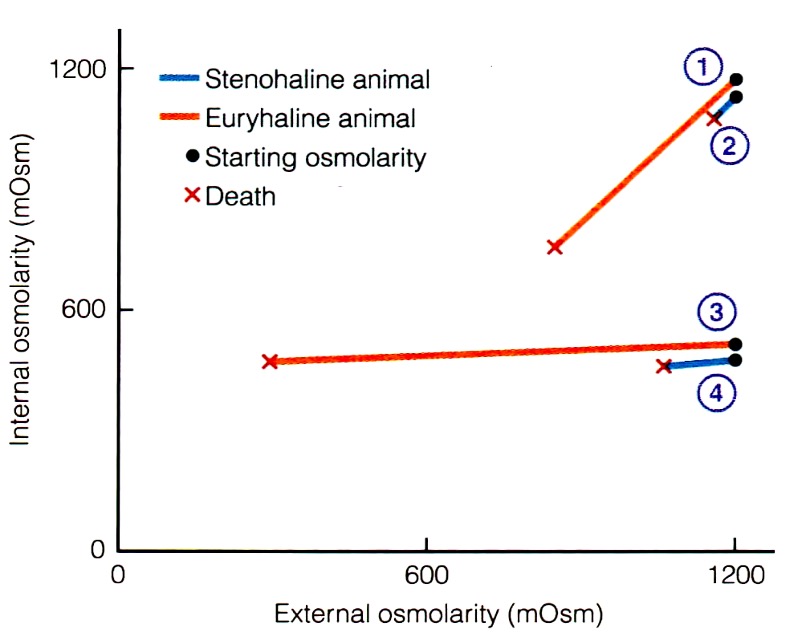 <p>differ to degree of tolerance to changes in water salinity</p><p>stenohaline = tolerate only narrow ranges of NaCl</p><p>euryhaline = tolerate wide varience in NaCl</p>