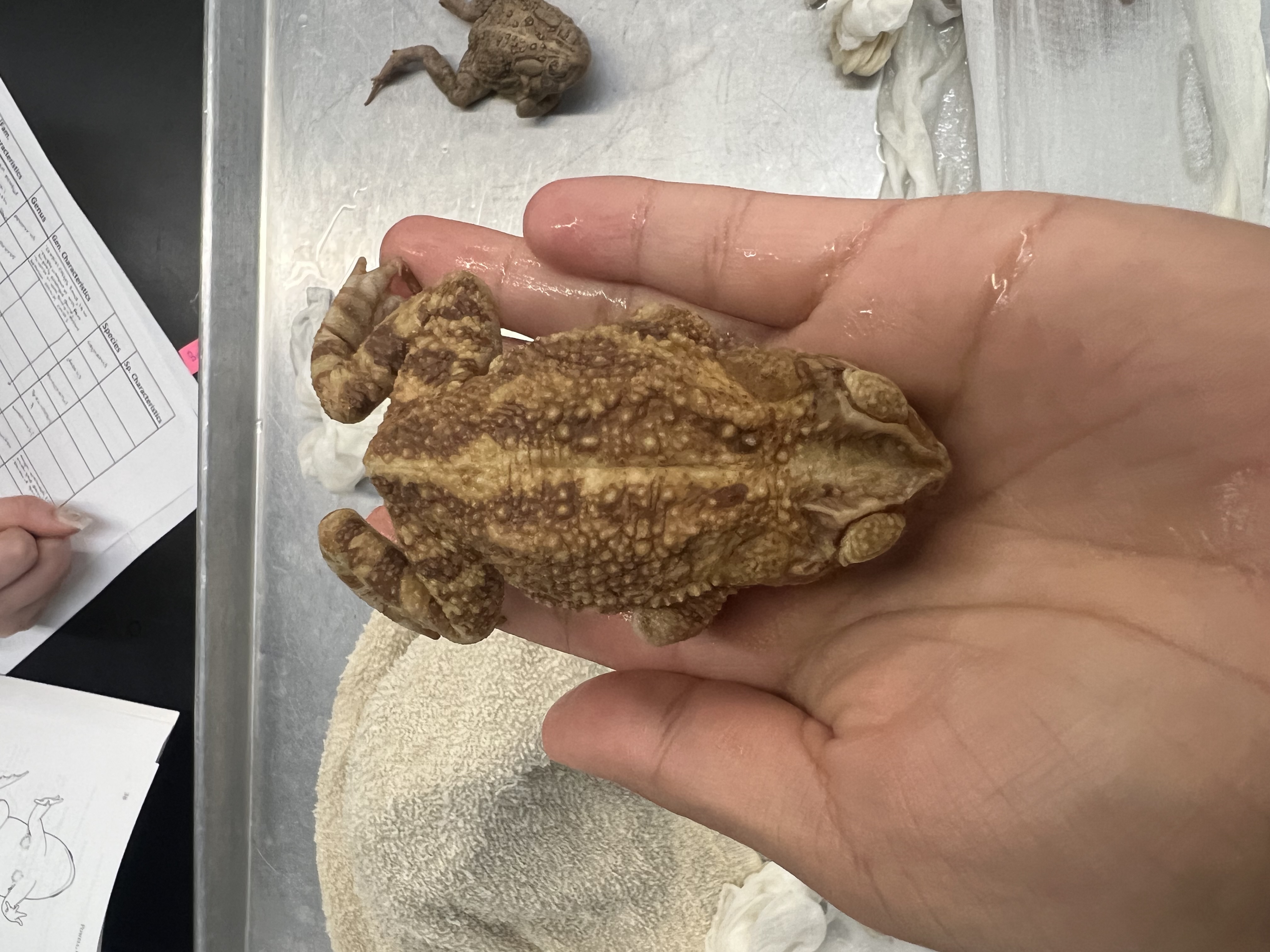 <p>What’s the <strong>common</strong> name?</p>