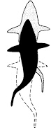 <p>Used for long distance swimming</p>