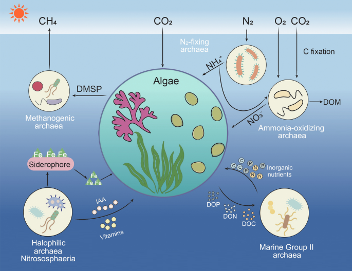 <p>It means that some archaea can use sunlight as an energy source to produce their own food through a process called <strong>Phototrophy</strong>; </p><p></p><p>But unlike plants and bacteria, they don’t go through any kind of phosynthesis.</p>