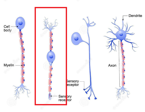 What type of neuron is highlighted in the picture?