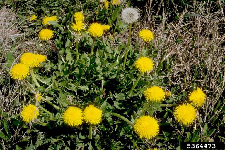 <p><span style="font-family: &quot;Calibri&quot;, sans-serif;">dandelion</span></p>