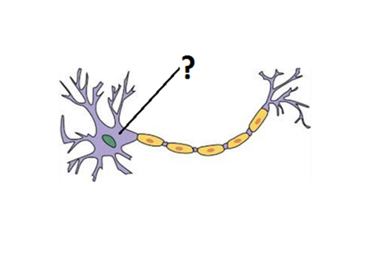 <p>The cell body of the neuron, contains the nucleus</p>
