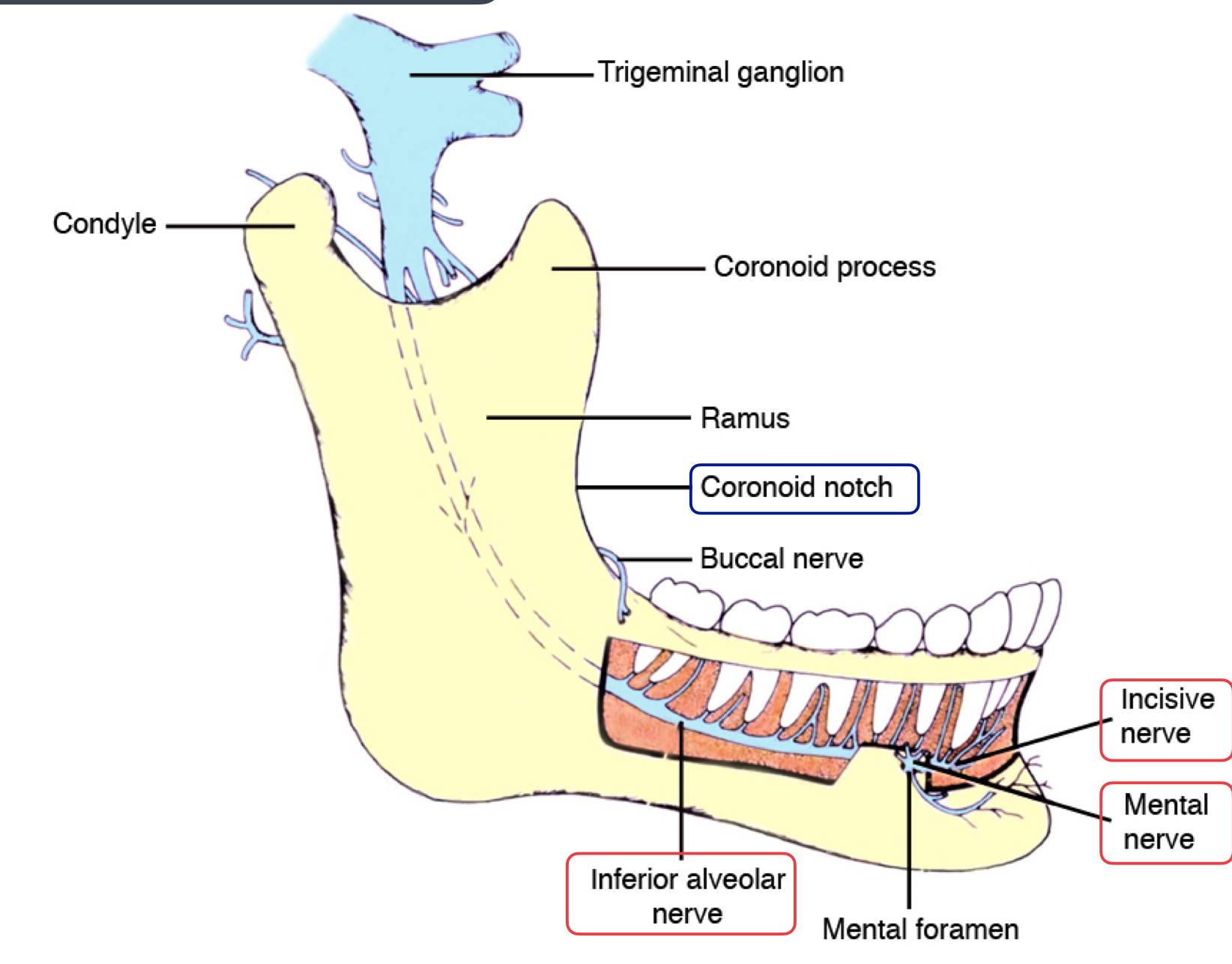 <p>continues within the mandible to supply sensory innervation to the mandibular canine, premolars, and their associated gingiva and pulps<span><span>, originating from the inferior alveolar nerve</span></span></p>