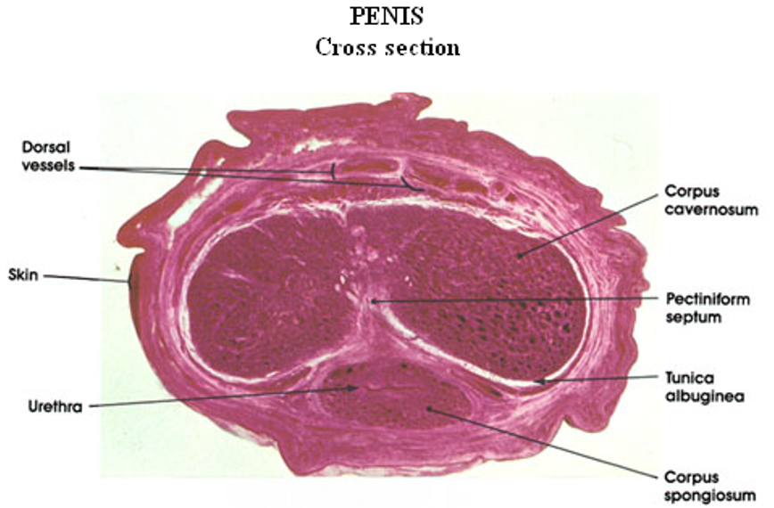 <p><strong>Penis</strong></p><ul><li><p class=""><strong>Two corpora cavernosa</strong> (top) and <strong>one corpus spongiosum</strong> (bottom)</p></li><li><p class="">Each erectile body is surrounded by <strong>tunica albuginea</strong> </p></li><li><p class=""><strong>Urethra</strong> runs through the <strong>corpus spongiosum</strong>, lined by <strong>transitional or pseudostratified epithelium</strong></p></li></ul><p></p>