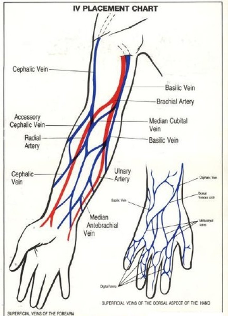 <p>Outer aspect of the forearm</p>