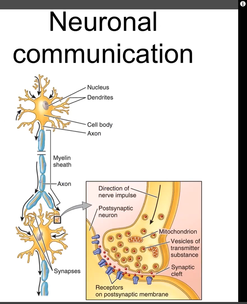 <p>neurons communicate with each other through the<strong> synapse.</strong></p><p>the<strong> terminal of the axon of one neuron communicates</strong> with the <strong>dendrites of the axon of the second neuron.</strong></p>