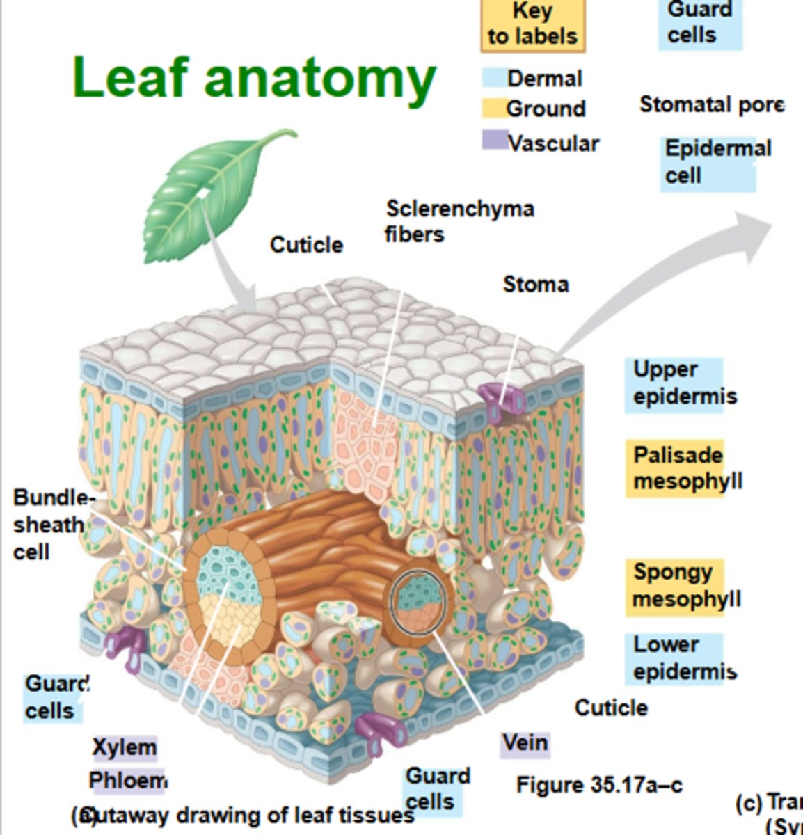 <p>-Cuticle</p><p>-Sclerenchyma fibers</p><p>-Guard cells</p><p>-Stoma</p><p>-Upper epidermis</p><p>-Palisade mesophyll</p><p>-Bundle sheath cell</p><p>-Vein</p><p>-Xylem</p><p>-Phloem</p><p>-Spongy mesophyll</p><p>-Lower epidermis</p>