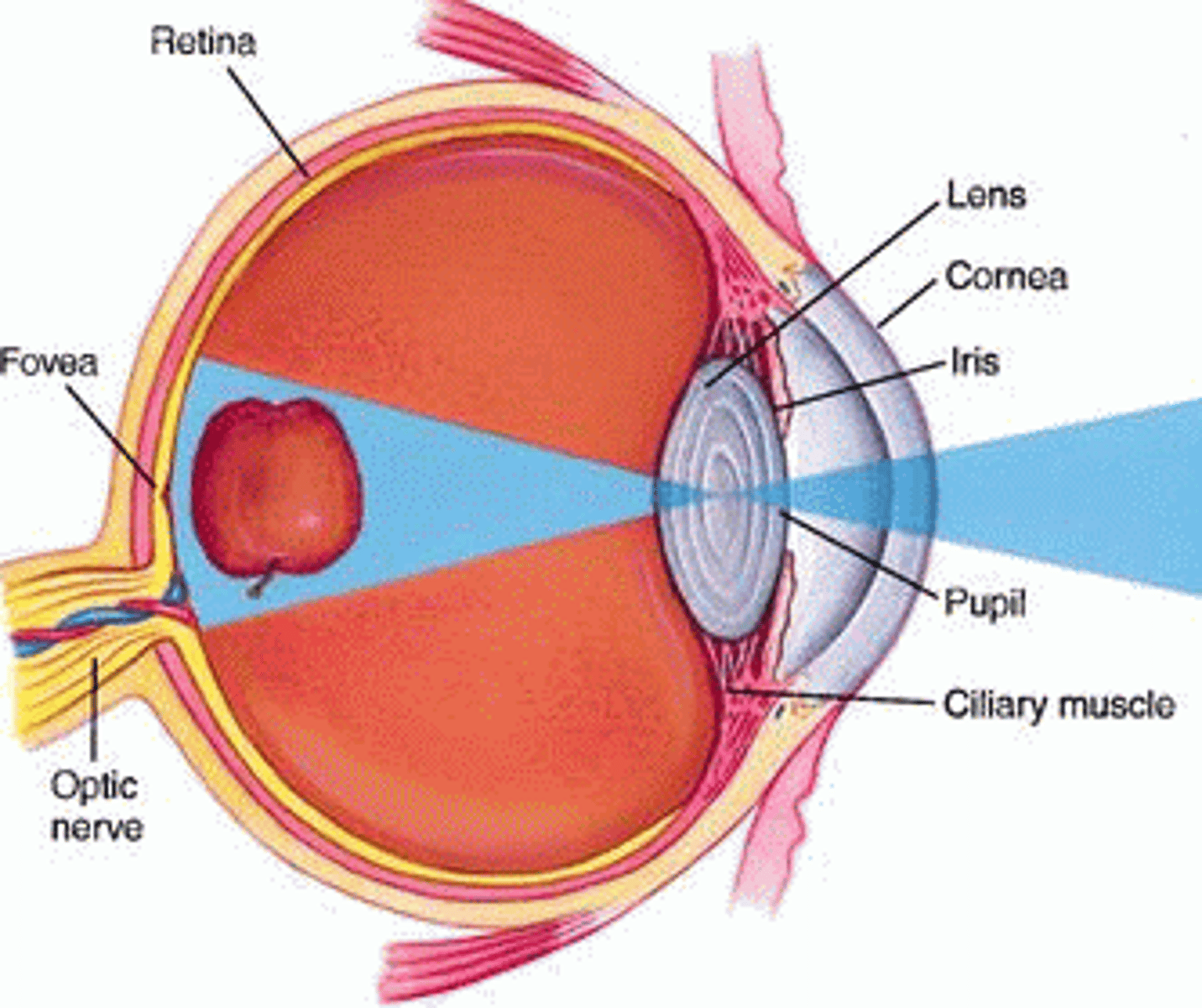 <p>Cornea is protective cover, iris is muscle that allows certain amount of light through pupil, a hole into the lens that focuses light to the back of the eye (upside down).</p><p>Passes to the back layer of the eye to photoreceptors, then forward through bipolar (and horizontal and amarcrine) cells and is sent to brain by the Retinal Ganglion Cells</p>