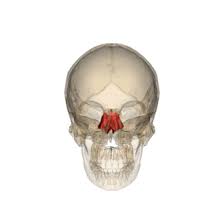 <p>Between the sphenoid bone and bones of the nose; deepest bone of the skull. Forms part of the nasal cavity and orbits.</p>