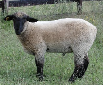 <ul><li><p>large breed</p></li><li><p>black face and leg</p></li><li><p>wool on legs and head </p></li><li><p>fast growth, superior carcass merit </p></li><li><p>breed categories: meat, medium wool, down</p></li><li><p>distribution: UK europe, north america, south america </p></li></ul><p></p><p></p>