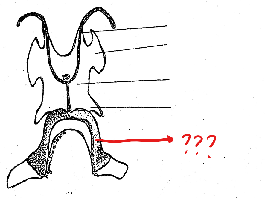 <p>located on the hyoid cartilage of the visceral apparatus; a pair of bony processes posterior and medial to the preceding and arising from the middle part of the posterior margin of the hyoid body; ossified parts of the apparatus and they support the larynx</p>