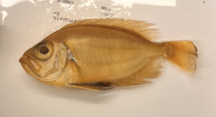 <p>A <strong>priu</strong>s <strong>can</strong>’t drive around an <strong>arena</strong> even if a bigeye is watching</p>