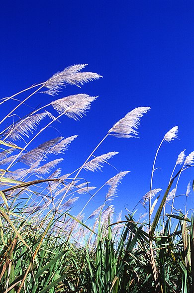 <ul><li><p>Grassenfamilie / Poaceae</p></li><li><p>Saccharum / suikerriet</p></li><li><p>MONOCOTYL</p></li></ul>