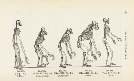 <p>Evolutionary Perspective</p>