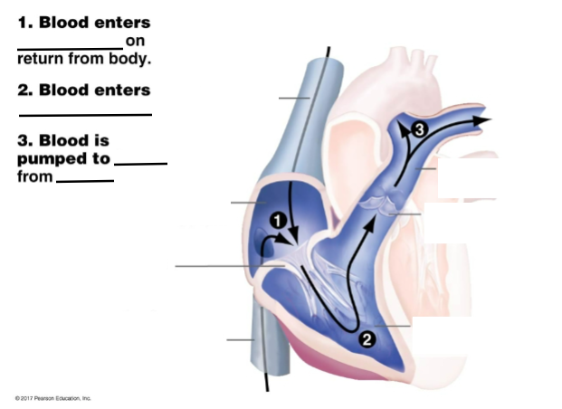 <p>Fills in the steps and diagram</p>