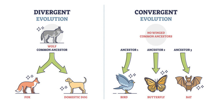 divergent vs. convergent evolution