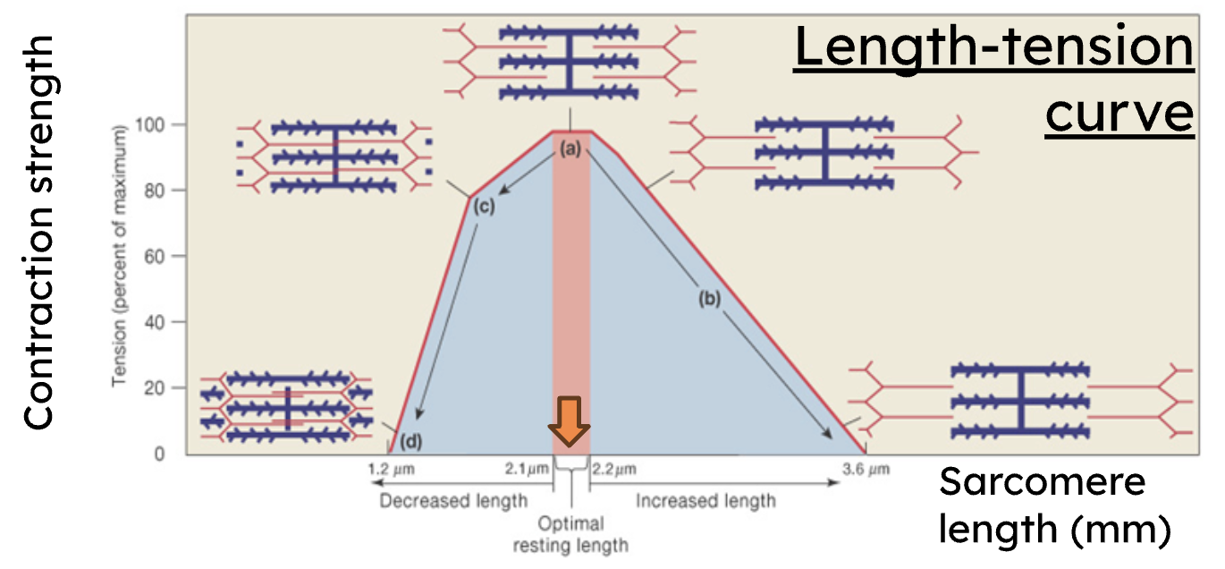 <p>Tension (force) generated is directly proportional to the number of cross-bridges formed. <strong>Optimal (resting) length </strong>(2.1-2.2 μm) produces maximum force because all myosin heads overlap with thin filaments</p>