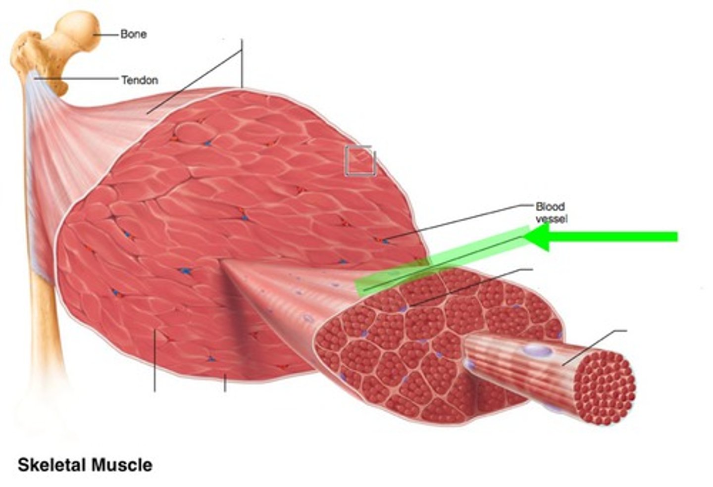 <p>Connective tissue surrounding a fascicle.</p>