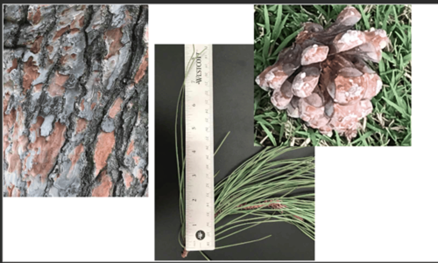 <p>1. gymnosperm</p><p>----------------</p><p>2'. Leave not large and fan-shaped, often needles or scales</p><p>----------------</p><p>3'. Leaves alternate or appearing spirally arranged, not in clear</p><p>decussate pairs, needle-like or flattened, easy to see</p><p>----------------</p><p>6. Tree with obvious needle-like leaves, bark smooth or scaly, but not fibrous</p><p>----------------</p><p>7. Needles falling in clusters of two, twisted; cones large and</p><p>woody</p>