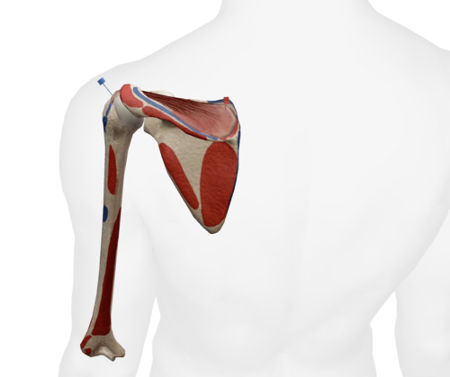 <p>Supraspinous fossa of the scapula.</p>