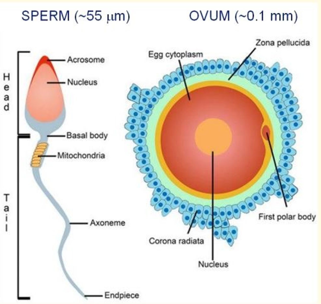 <p>Sperm</p><p>- 55µm (smaller)</p><p>- Motile (tail) </p><p>- Acrosome head full of enzymes for penetrating ovum</p><p>- Lots of mitochondria for energy (motility of sperm tail)</p><p>Ovum</p><p>- Larger (~0.1 mm) - largest cell in human body</p><p>- Immotile</p><p>- Two protective membranes = corona radiata (outermost) and zona pellucida (innermost)</p>