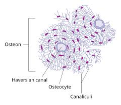 <p><strong>Bone Cells: Osteocytes</strong></p><p>-Bone ___________</p><p>-Located in the _______, which are depressions found in the bone. They develop dendritic processes that extend to either bone surface or bone’s vascular space. </p><p>-Can detect ___________ force and respond to changes in ______, also responds to ___</p><p>-Signals osteoblasts and osteoclasts to _____ and ______ bone </p>