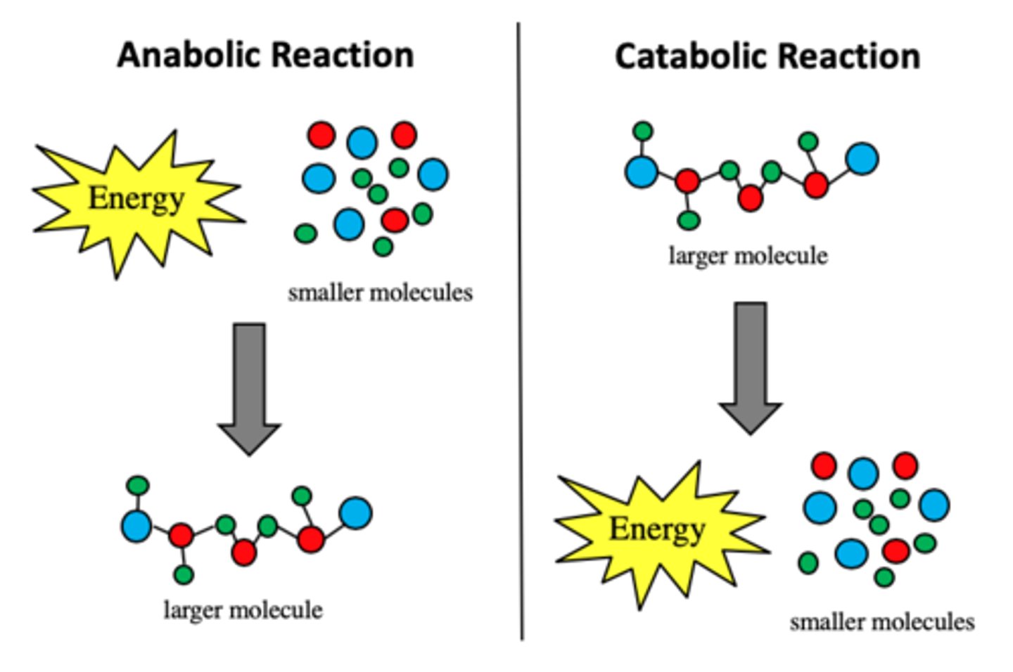 <p>A process where large molecules are broken down into smaller molecules.</p>