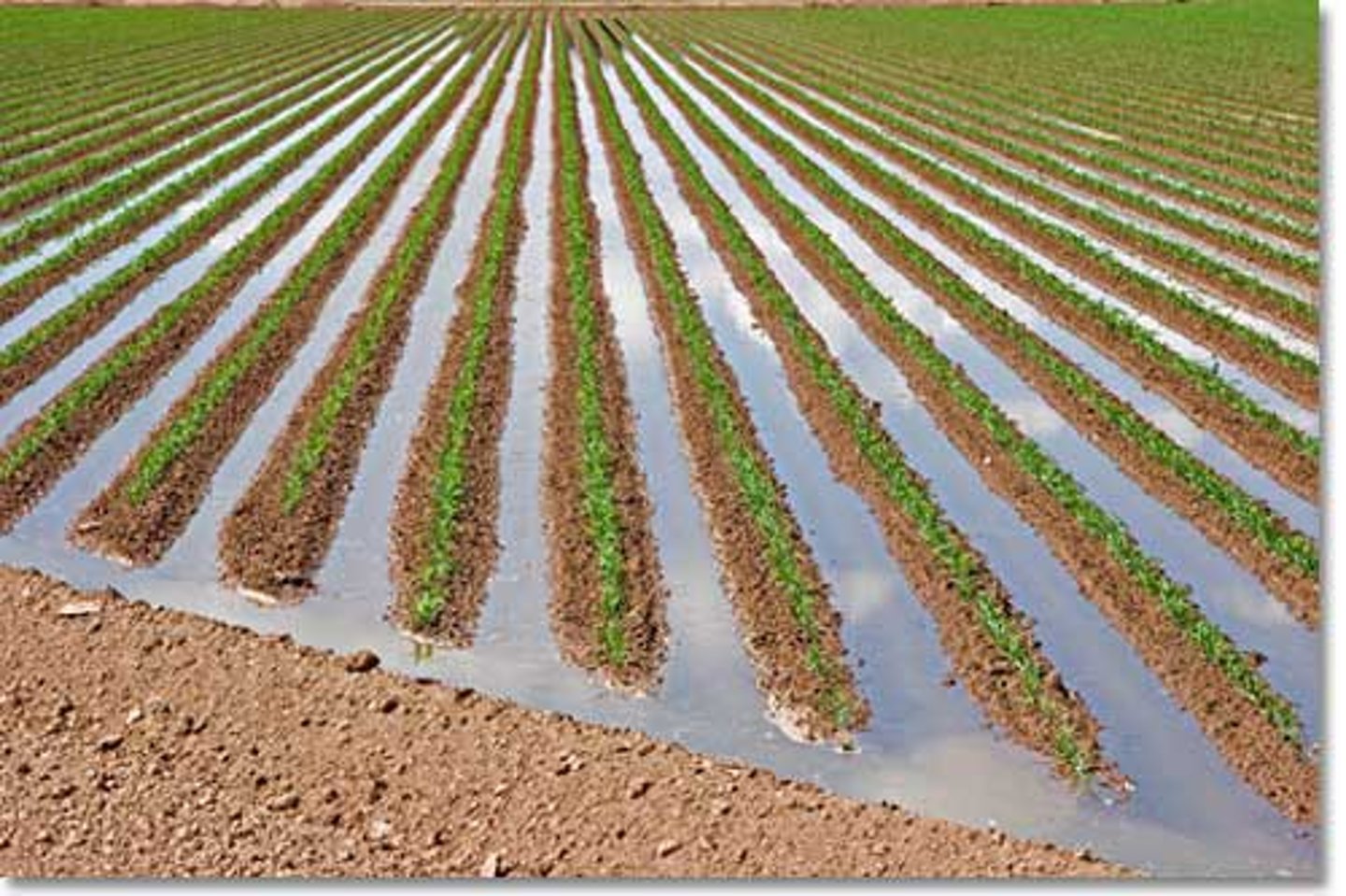 <p>easy and inexpensive, farmer digs trenches along the crop rows and fills them with water, which seeps into the ground and provides moisture to plant roots</p>