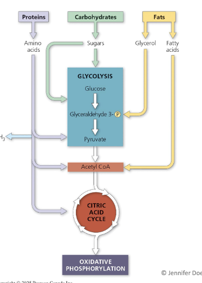 <ul><li><p><strong>Proteins:</strong> provide coenzymes, enzymes, and amino functional groups.</p></li><li><p><strong>Carbohydrates:</strong> act as sugar sources for glycolysis.</p></li><li><p><strong>Fats:</strong> broken down into glycerol (enters as G3P) and fatty acids (converted to Acetyl-CoA).</p><ul><li><p>Fatty acids are broken down through <strong>beta oxidation</strong>.</p></li></ul></li></ul><p></p>