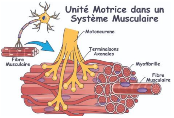 <p><span style="background-color: transparent;"><strong><span>L’unité motrice : base du recrutement musculaire</span></strong></span></p><ul><li><p><span style="background-color: transparent;"><span>Une </span><strong><span>fibre musculaire</span></strong><span> est </span><strong><span>innervée par un seul motoneurone</span></strong><span>.</span></span></p></li><li><p><span style="background-color: transparent;"><span>Un </span><strong><span>motoneurone</span></strong><span> peut, en revanche, </span><strong><span>innerver plusieurs fibres musculaires</span></strong><span>.</span></span></p></li></ul><p><span style="background-color: transparent;"><span>Cette association (un motoneurone + l’ensemble des fibres qu’il contrôle) forme une </span><strong><span>unité motrice</span></strong><span>, qui constitue </span><strong><span>l’unité fonctionnelle du recrutement musculaire</span></strong><span>.</span></span></p><p><span style="background-color: transparent;"><span>→ Plus le </span><strong><span>ratio d’innervation</span></strong><span> est faible, plus le mouvement est </span><strong><span>fin et précis</span></strong><span> (ex. muscles oculaires).<br>→ Les </span><strong><span>muscles posturaux</span></strong><span>, en revanche, présentent un </span><strong><span>ratio élevé</span></strong><span>, adapté à des contractions soutenues et globales.</span></span></p>