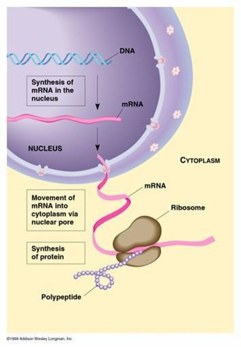 <p>Translator and protein assembly site that reads the base sequence off mRNA codons.</p>