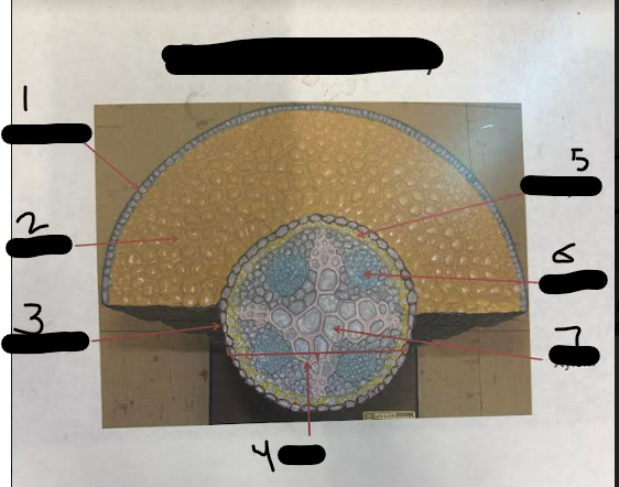 term image