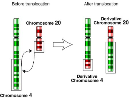 <p>Translocation</p>