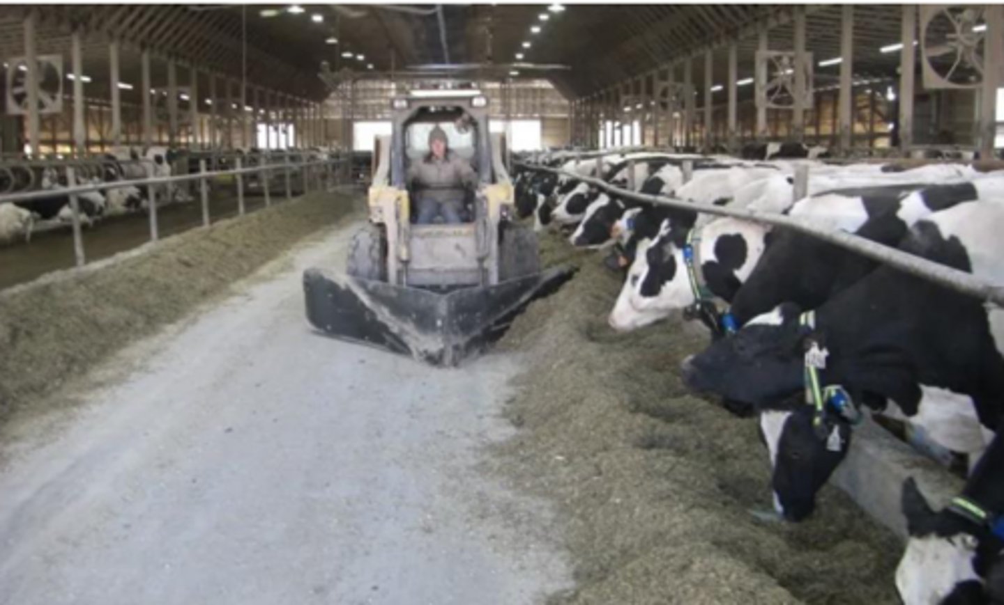 <p>How often should you go by and do feed-pushs to combat ruminants sorting their food?</p>