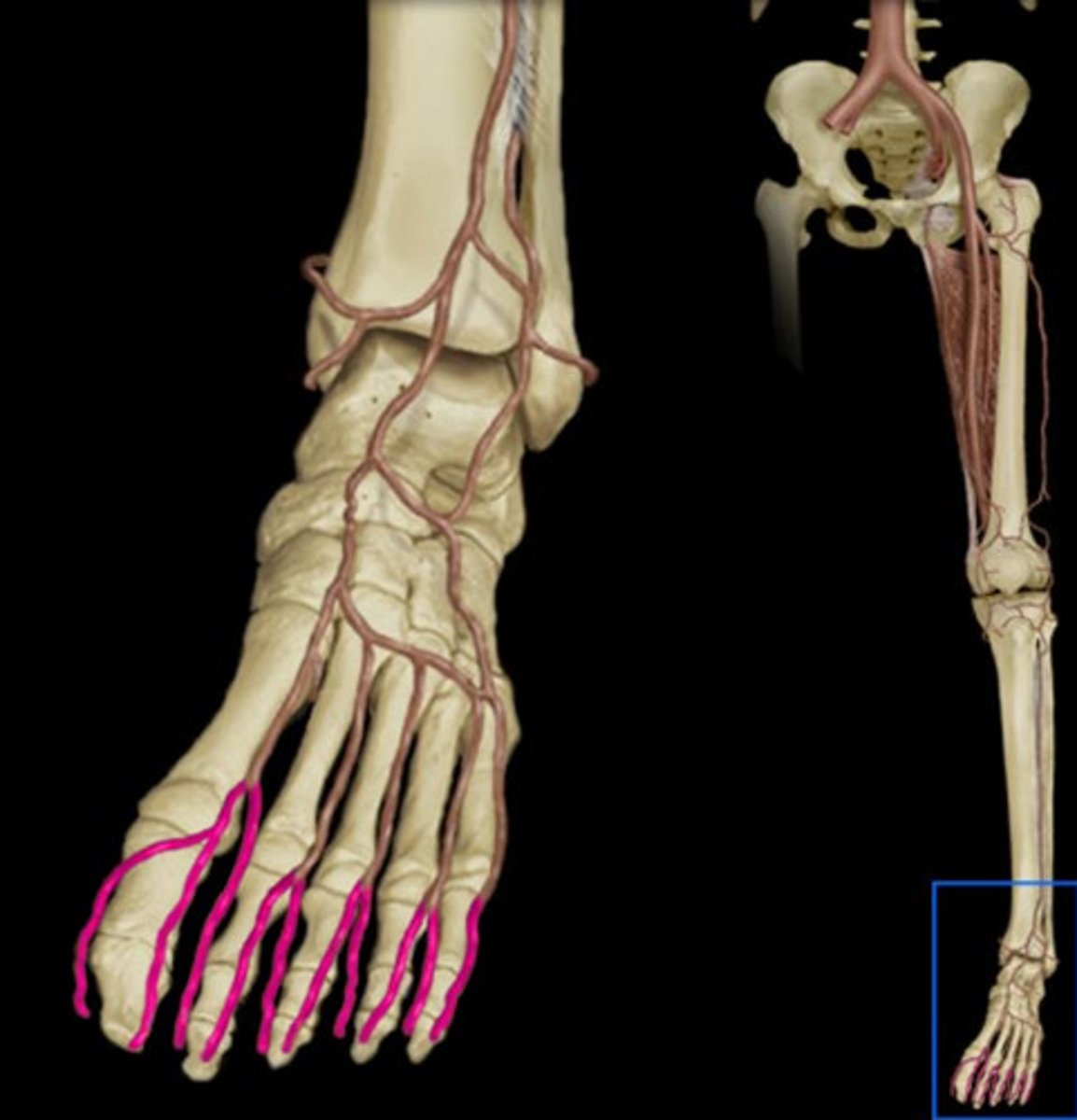 <p>Branches from the dorsal metatarsal arteries and supply blood to the digits. Under the extensor digitorum longus.</p>