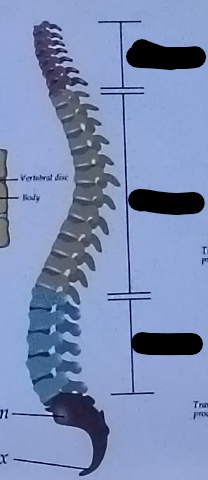 <p>Part of the vertebrae</p>