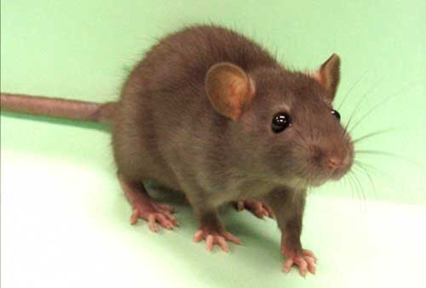 <p>a rat</p>