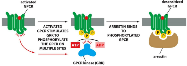 <p>GPCR Regulation:</p><ul><li><p>Can be desensitized by ___-___ ___ ___ ___ (___) and ___-___</p></li><li><p>___ GPCR is ___ activated by ___ through a ___ rxn</p></li><li><p>This recruits ___-___ to cause a rapid desensitization which leads to ___</p></li></ul><p></p>
