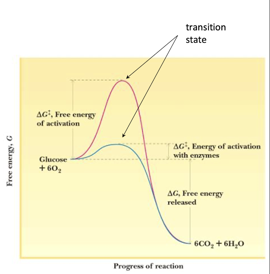 <p><strong> lowering the activation energy barrier (ΔG‡) , overall thermodynamics i.e. ΔG or in an enzyme, making it a  true catalyst</strong></p>