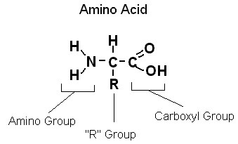 The basic building blocks for proteins are the 20 amino acid molecules. Each amino acid has an amine group (—NH2), a carboxyl group (—COOH), a hydrogen atom, and a side chain designated by the symbol R attached to the same carbon atom. The side chain can be a variety of chemical structures, and the differences in the side chains make the amino acids different from one another.
