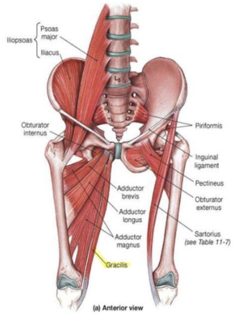 <p>Gracilis - adductor</p><p>N</p>