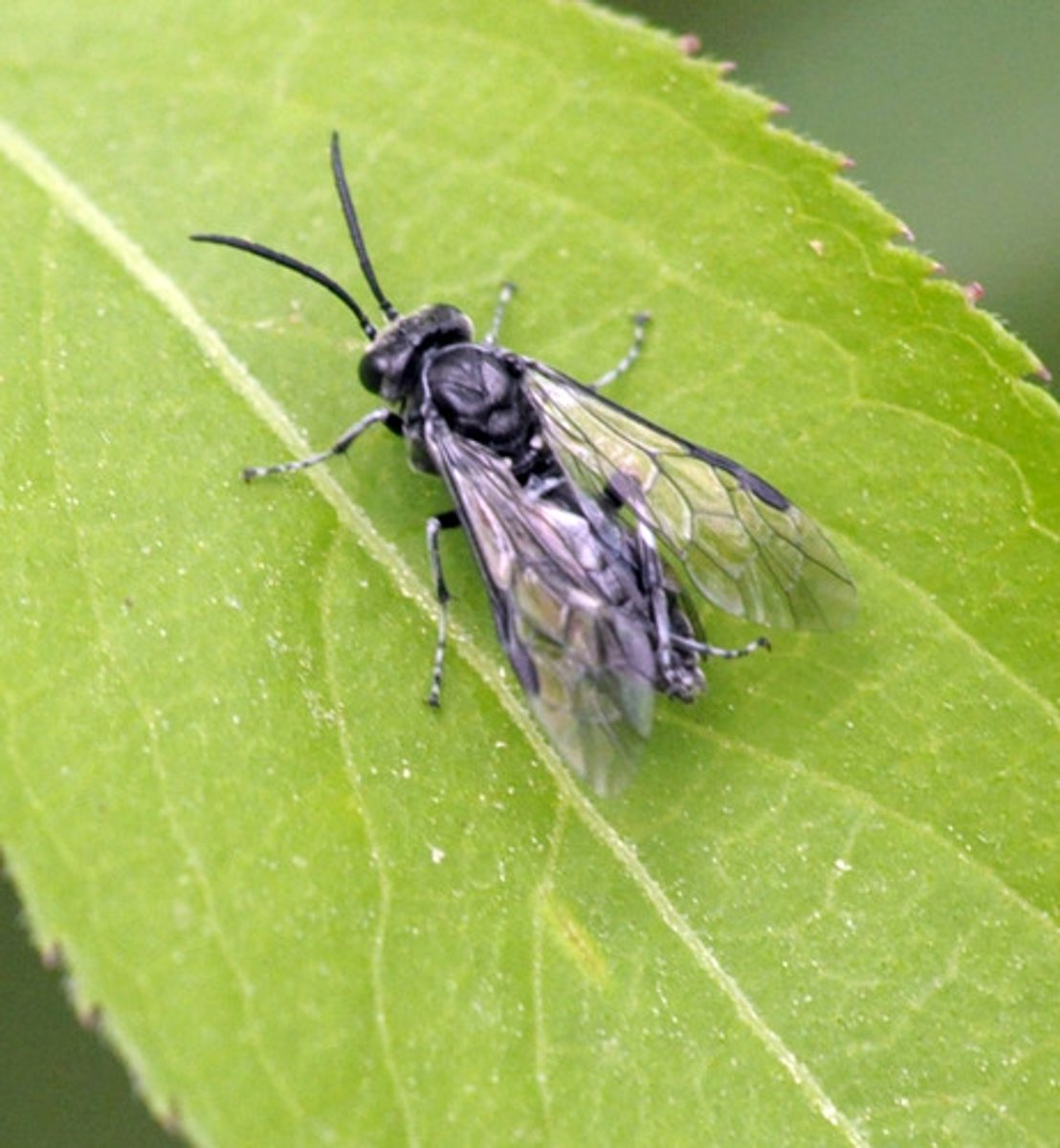 <p>Belongs with Wasps</p>
