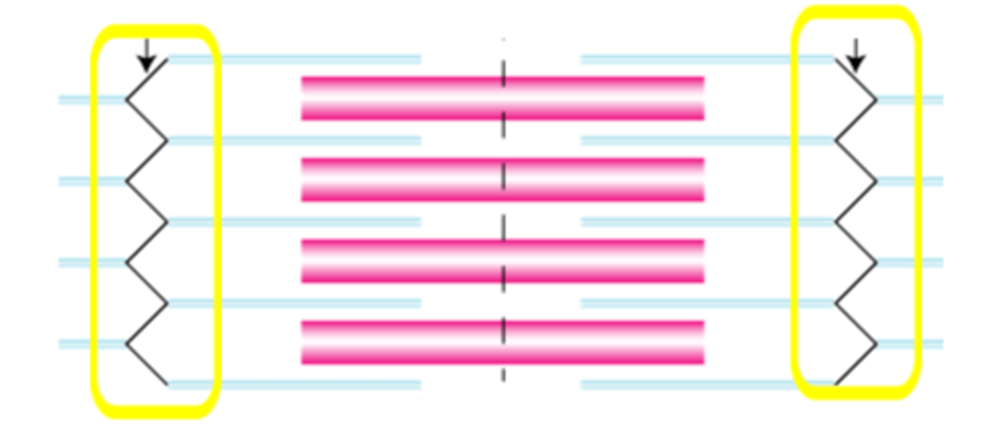 <p>Sheet of proteins that anchor thin filaments, connect the myofibrils to one another and define the boundaries of the sarcomere</p>